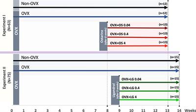 Ostarine and Ligandrol Improve Muscle Tissue in an Ovariectomized Rat Model